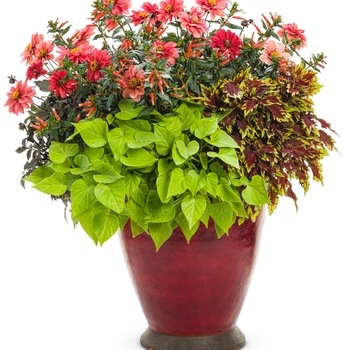 Solenostemon scutellarioides 'ColorBlaze® Apple Brandy™' - ColorBlaze® Coleus