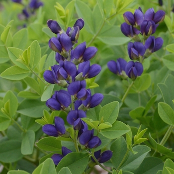 Baptisia hybrid 'Decadence® Sparkling Sapphires' - Decadence® False Indigo