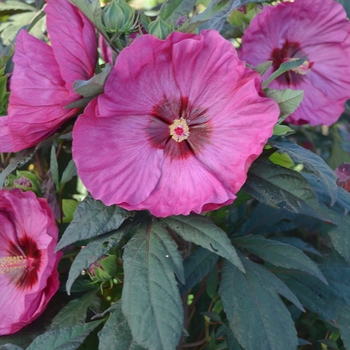 Hibiscus hybrid - Summerific® 'Berry Awesome'