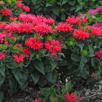 Monarda didyma 'Pardon My Cerise' - Bee Balm