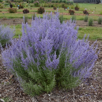 Perovskia atriplicifolia 'Denim 'n Lace' - Russian Sage