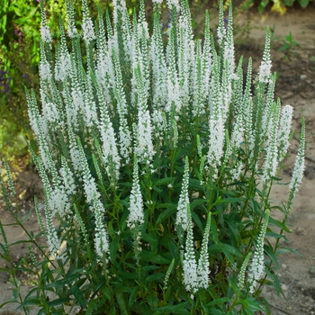 Veronica 'Magic Show® White Wands' - Magic Show® Speedwell