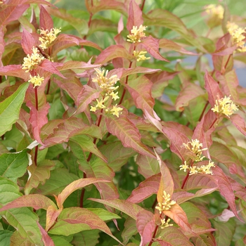 Diervilla rivularis 'Kodiak® Orange' - Kodiak® Bush Honeysuckle