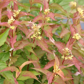 Diervilla rivularis 'Kodiak® Orange' - Kodiak® Bush Honeysuckle