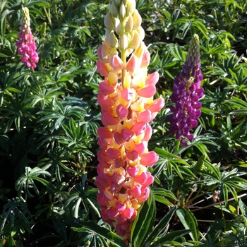 Lupinus polyphyllus 'Minarette Mix' - Lupine