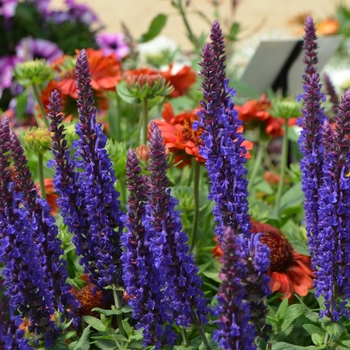 Salvia nemerosa 'Sensation Deep Blue Improved' - Meadow Sage