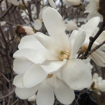 Magnolia x loebneri 'Merrill' - Merrill White Magnolia