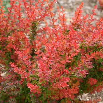 Berberis thunbergii - Sunjoy® Tangelo