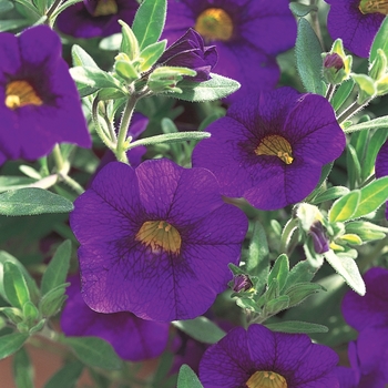 Calibrachoa 'Blue' US. 14,874 and Can. 1931 (Calibrachoa) - Superbells® Blue