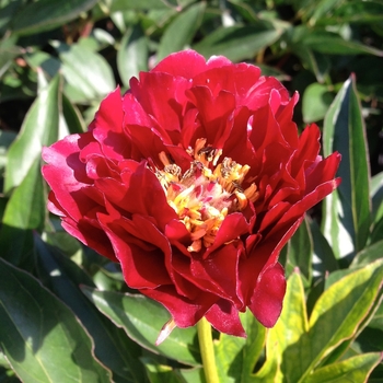 Paeonia 'Buckeye Belle' - Garden Peony