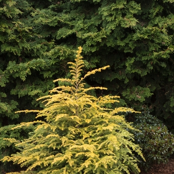 Tsuga canadensis 'MonJers' PP27468 (Canadian Hemlock) - Golden Duke® Canadian Hemlock