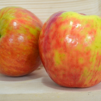 Malus domestica 'Honeycrisp' - Honeycrisp Apple