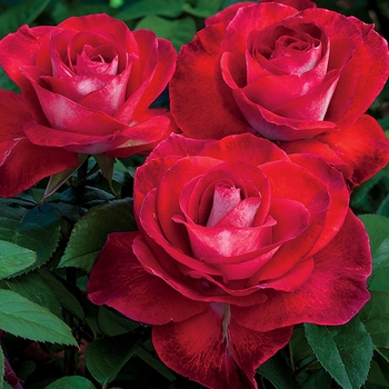 Rosa 'Smokin' Hot™' - Hybrid Tea Rose