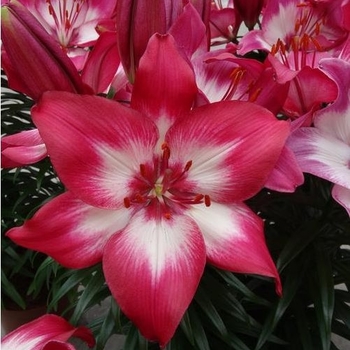 Lilium asiaticum 'Tiny Diamond' - Asiatic Pot Lily