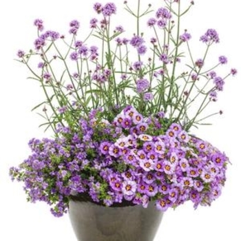 Verbena bonariensis 'Meteor Shower™' - Verbena