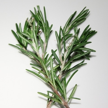 Rosmarinus officinalis 'Gorizia' (Rosemary) - Rosemary