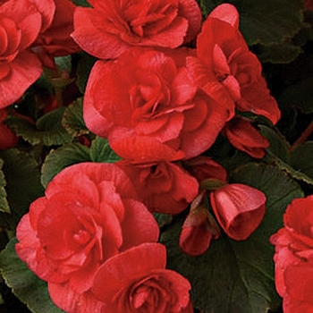 Begonia x hiemalis (Rieger Begonia) - Solenia® 'Red'