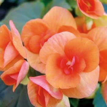 Begonia x hiemalis - 'Batik' Rieger Begonia