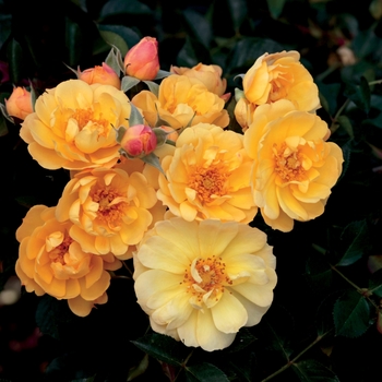 Groundcover Rose - Sunshine Happy Trails™ Rose