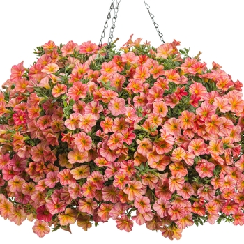 Calibrachoa hybrid 'Tropical Sunrise' - Superbells® 