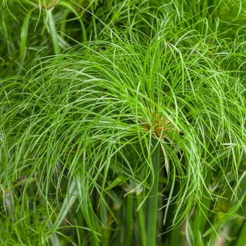 Cyperus papyrus 'Prince Tut™' - Graceful Grasses® 