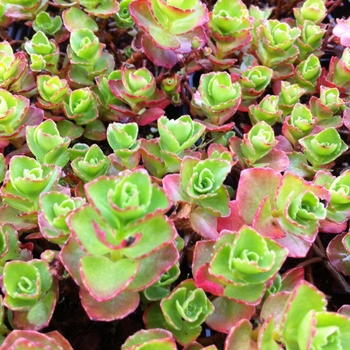 Sedum spurium 'Dragon's Blood' - Stonecrop