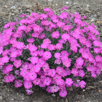 Dianthus hybrid 'Paint the Town Fuchsia' - 'Paint the Town Fuchsia' 