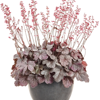 Heuchera hybrid - Dolce® 'Silver Gumdrop'