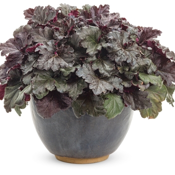 Heuchera hybrid ''Black Pearl'' - Primo™ 