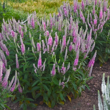 Veronica hybrid - Magic Show® 'Pink Potion'