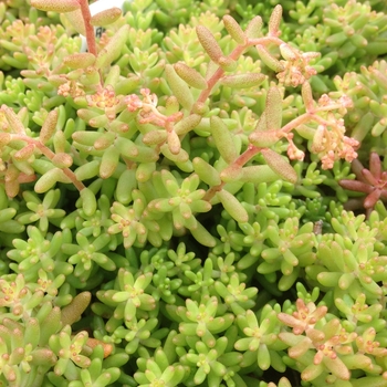 Sedum album 'Red Ice' - Stonecrop