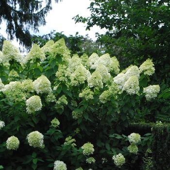 Hydrangea paniculata 'Little Lime' - Hardy Hydrangea