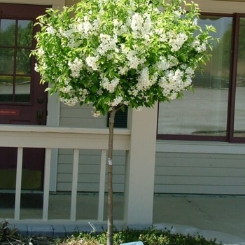 Malus 'Lollizam' - Lollipop® Crabapple