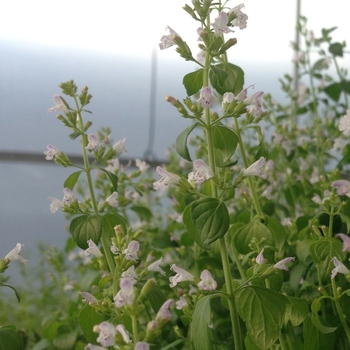 Calamintha nepeta ssp. nepeta - Nepeta