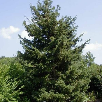 Picea glauca 'Densata' - Black Hills Spruce