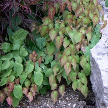 Epimedium x rubrum - Barrenwort