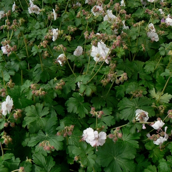 Geranium x cantabrigiense 'Biokovo' - Cransebill