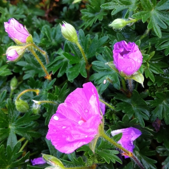 Geranium sanguineum 'Max Frei' - Cranesbill