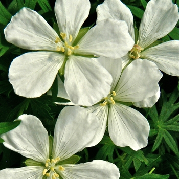 Geranium sanguineum 'Album' - Cranesbill