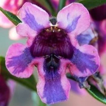 Angelonia angustifolia 'Alonia™ Big Blue' - Angelonia (Summer Snapdragon)