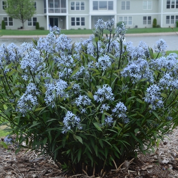 Amsonia tabernaemontana 'Storm Cloud' (Bluestar) - Amsonia 'Storm Cloud'