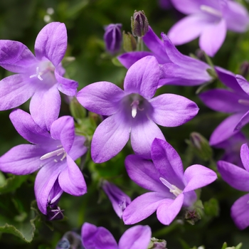 Campanula portenschlagiana 'Deep Blue' - Bellflower