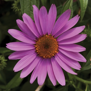 Echinacea purpurea 'Prairie Splendor Rose Compact' - Coneflower