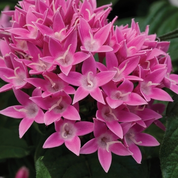 Pentas lanceolata 'Lucky Star™ Pink' - Pentas (Starflower)