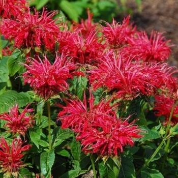 Monarda 'Jacob Cline' - Bee Balm