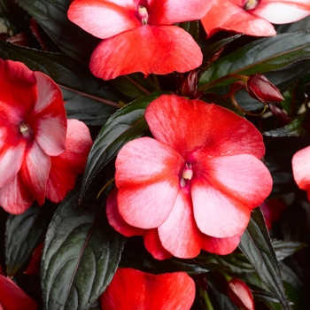 Impatiens hawkeri Sonic® 'Sweet Red' - Impatiens, New Guinea