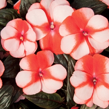 Impatiens hawkerii 'Sonic® Sweet Orange' - Impatiens, New Guinea