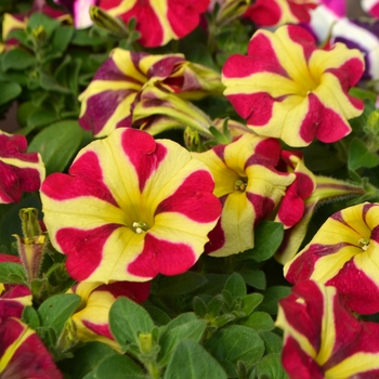 Petunia 'Amore™ Queen of Hearts' - Petunia