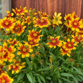 Coreopsis hybrida UpTick™ Gold & Bronze - Tickseed