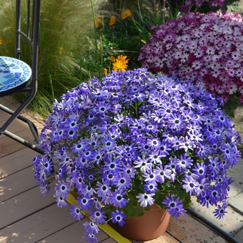 Pericallis 'Senetti® Blue Bicolor' - Pericallis (Cineraria)